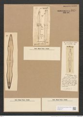 Pleurostauron fulmen (Brightw.) Grun. (de-Toni-Nr.: Genus 7, Species 970) Zeichnungen Sammlung Grunow Nr. 1841 (NHMW-BOT-W0368773)